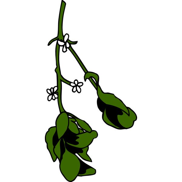 mistletoe2 Thumbnail